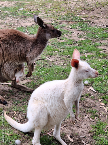 Принти на полотні the western grey kangaroo has an albino joey in its patch