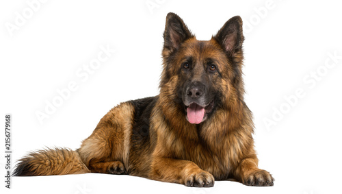 Foto Majestic German Shepherd dog lying down panting with tongue out, isolated on tra