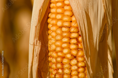 Ripe golden corn cob with rows of yellow kernels, surrounded by dry corn leaves