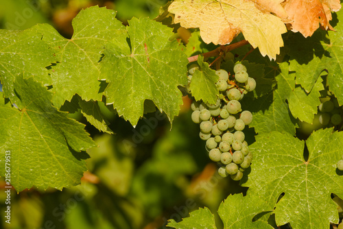 Cluster of unripe green grapes hanging on a grapevine, surrounded by green vine leaves
