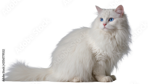 Konstfotografi Fluffy white Turkish Angora cat with bright blue eyes, isolated on transparent b