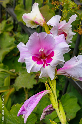 Vertical macro view of a light pink and white gladiolus flower with a bright magenta center in Germany
