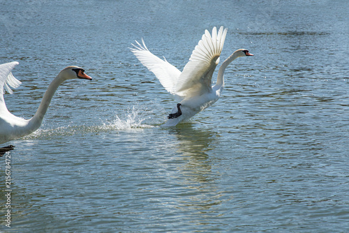 Canvas Print Two beautiful adult white mute swans running dynamically over the blue river wat