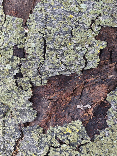 Cuadro en lienzo Macro shot of a rotten old tree trunk with peeling bark detail, covered in fungi