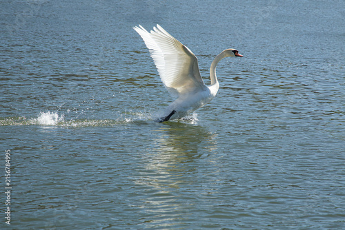 Fotografie One beautiful white mute swan running extremely fast on the blue river water sur