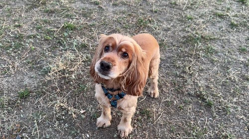 Red cocker spaniel sitting and barking