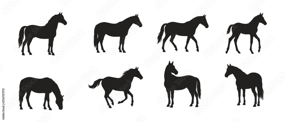 Obraz premium Collection of various horse poses isolated on a white background in a black silhouette