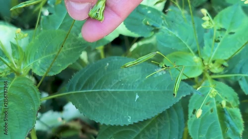 Macro close-up of a hand touching a ripe Impatiens seed pods, triggering an explosive seed dispersal mechanism