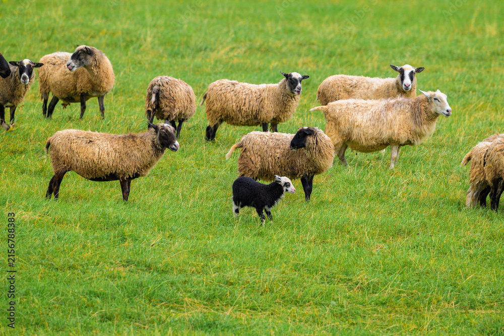 Fototapeta premium Sheep graze on lush green pasture. Border collie herds them in the field. They move calmly through the grassy meadow. Natural daylight illuminates the scene. Peaceful farm setting