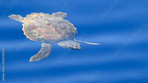 Fotografie Loggerhead sea turtle swimming underwater in the Mediterranean Sea