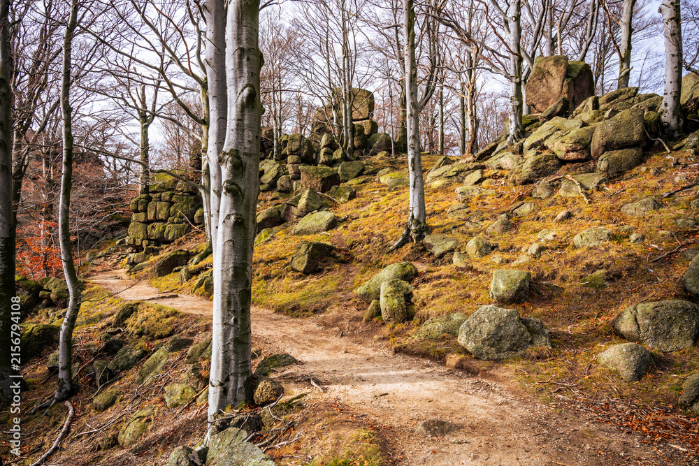 Fototapeta premium A path winds through a beech forest in the Jizera mountains near Oresnik rock. Autumn leaves cover the ground, and rocks line the trail as hikers enjoy the scenery.
