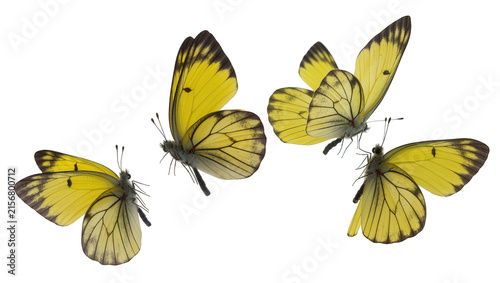Konstfotografi Four yellow butterflies with black markings, isolated on transparent background