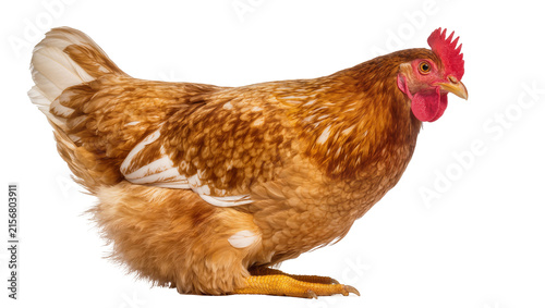 Quadro su tela Brown hen with red comb and wattle, isolated on transparent background