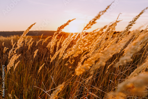 Golden grasses swaying at sunset in open field