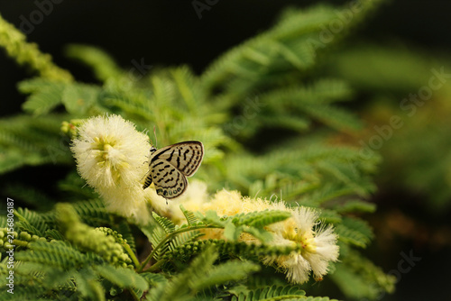 Quadro su tela Striped Pierrot butterfly resting on a fluffy Acacia flower