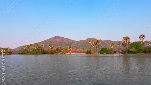 Hippopotamuses rest in the Shire River with palm trees and mountains in the background in Malawi Africa.