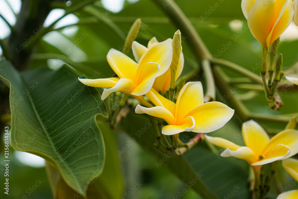 Fototapeta premium Yellow Plumeria Flowers In Tropical Garden