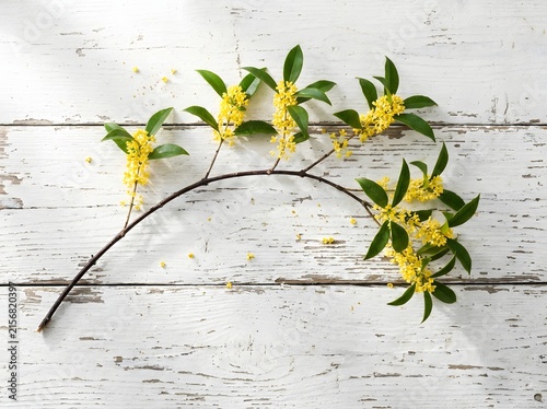 Yellow Osmanthus Branch With Fragrant Blossoms On Rustic White Wooden Table
