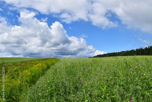 A field grown in summer, Québec, Canada