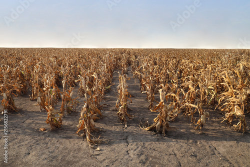 Canvas Print drought close up Agricultural dried corn plantation drought; concept of drought