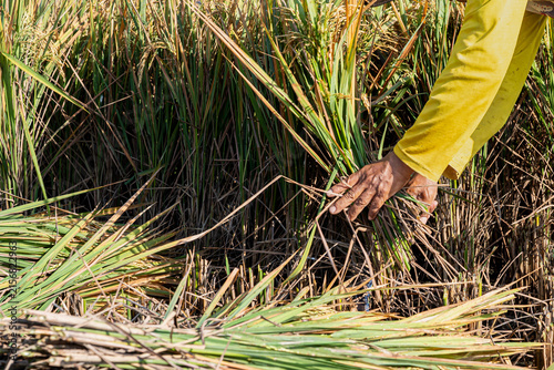 Close up farmer hands gathering harvested green rice stalks in agricultural paddy field. Detail of manual labor, traditional farming, grain production, and rural crop harvesting