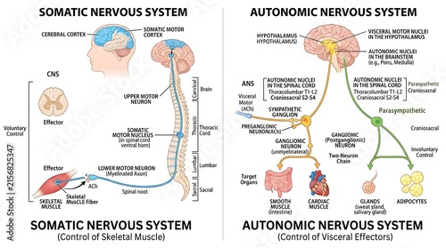 Detailed human nervous system anatomy diagram with somatic and autonomic