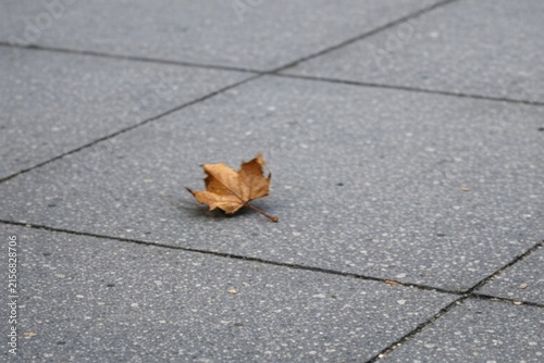 A single leaf lying on the ground with a natural texture and color