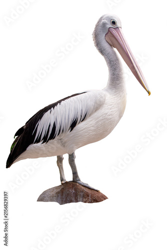 Quadro su tela Australian Pelican Standing on a Rock, Isolated on White