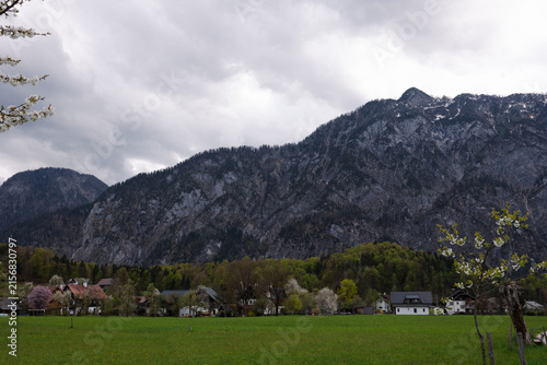 Konstfotografi Spring landscape with blooming trees and alpine village in the Austrian Alps