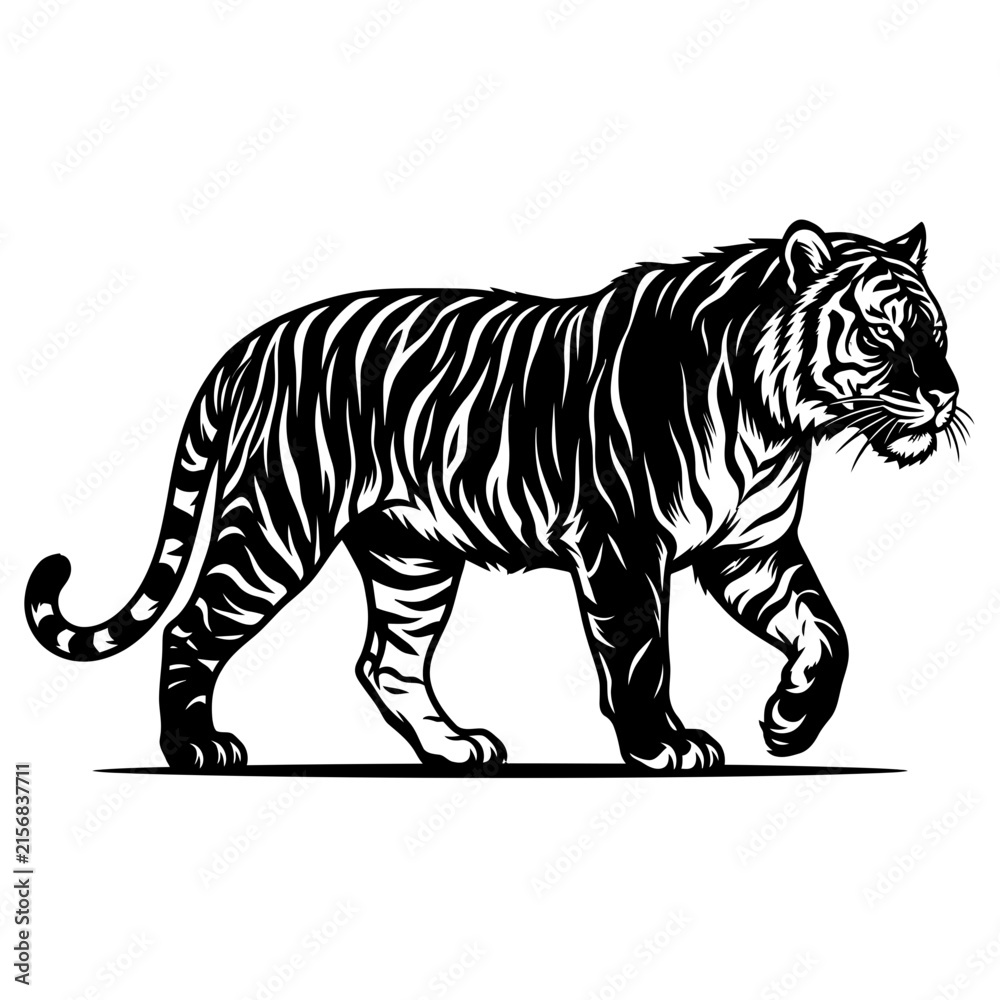 Fototapeta premium Powerful tiger walking prowling big cat predator black and white vector illustration with predator wildlife illustration isolated powerful engraving