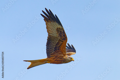 Canvas Print Rotmilan (Milvus milvus) bei der Jagd