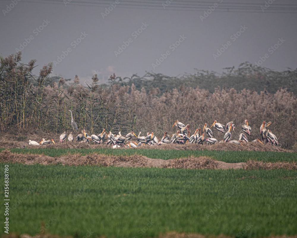 Naklejka premium A Flock of Painted Storks