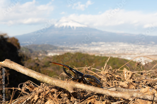 A Hercules beetle on a branch against a scenic, blurred background of Mount Fuji and town in Fujinomiya, Shizuoka, Japan. Horizontal shot.