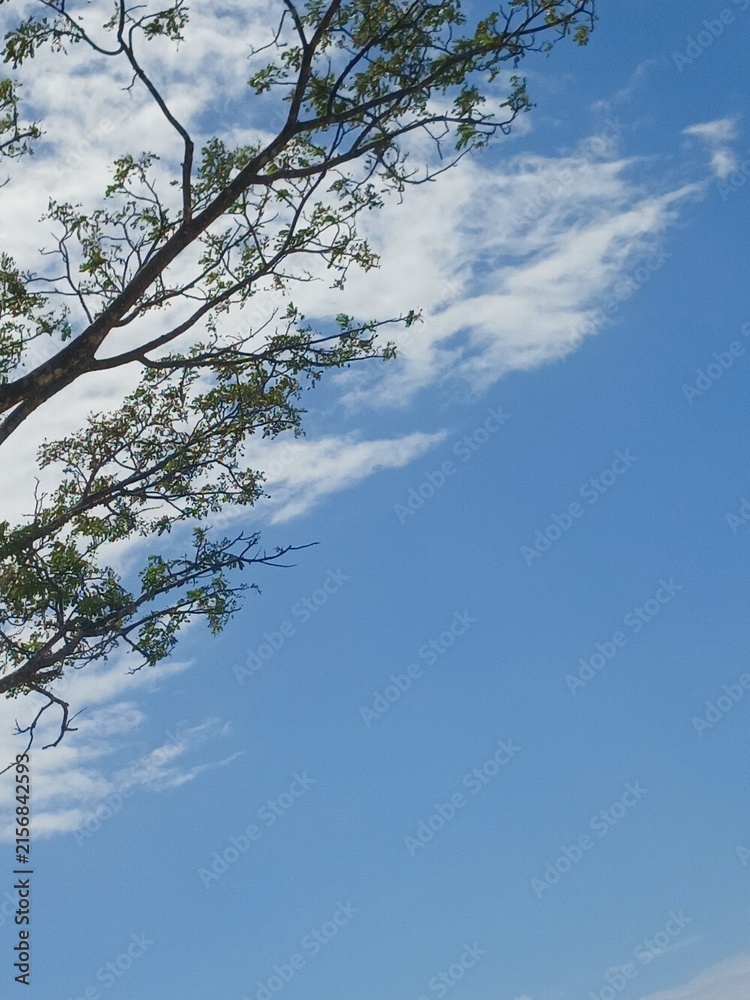 Obraz premium sky and tree