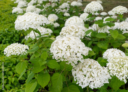 Quadro su tela Abundant white flower heads of smooth hydrangea Hydrangea arborescens 'Annabelle' blooming across a lush garden bed