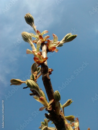 chestnut branch