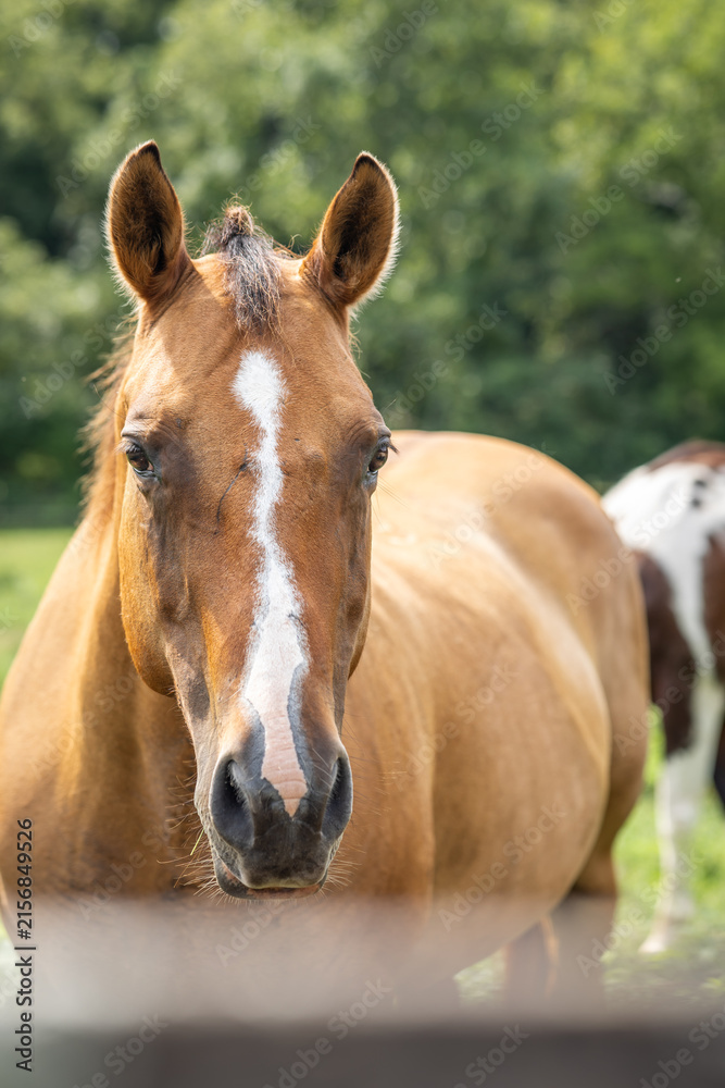 Fototapeta premium Horses in a large, green field
