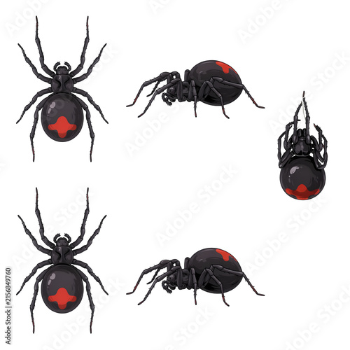 Black widow spider viewed from multiple angles with red hourglass marking isolated on transparent background