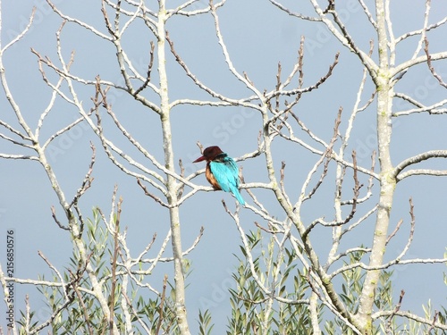 White-throated kingfisher Halcyon smyrnensis perched on dry tree branch with bright blue feathers