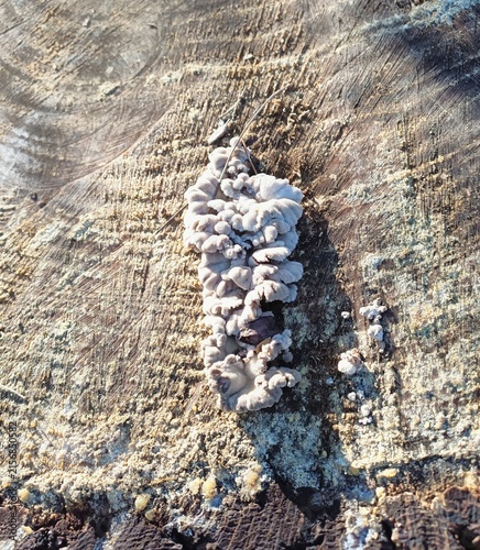 Canvastavla ​Wild splitgill mushroom Schizophyllum commune growing on a dry cut tree stump c