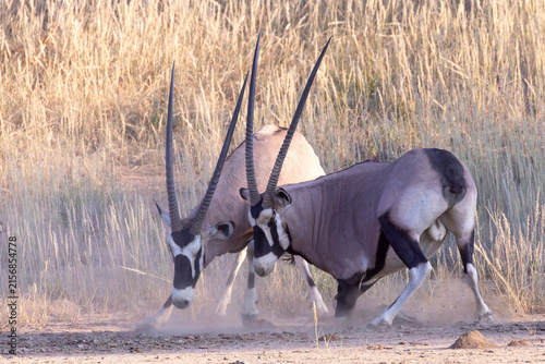 Fotografie Gemsbok or African Oryx (Oryx gazella) bulls fighting for domination at dawn, Kg