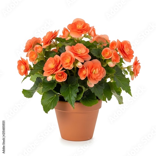 A potted plant with vibrant orange flowers