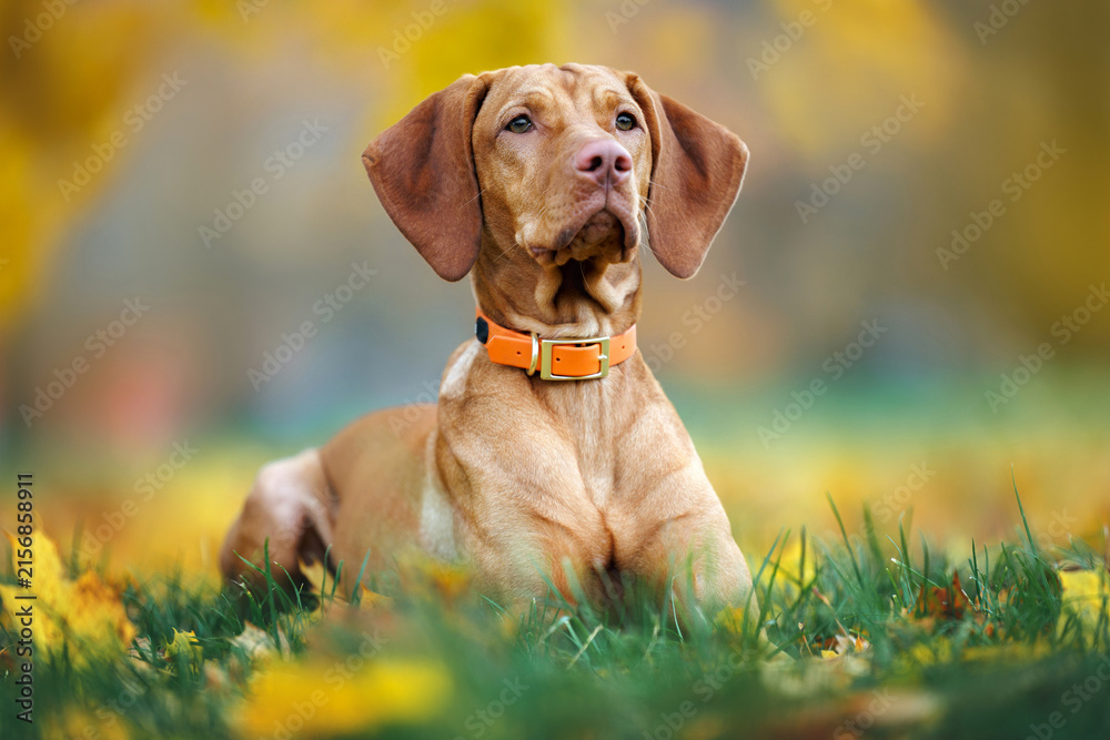 Naklejka premium vizsla dog lying on grass with fallen autumn leaves in the park
