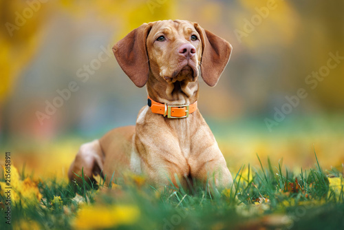vizsla dog lying on grass with fallen autumn leaves in the park