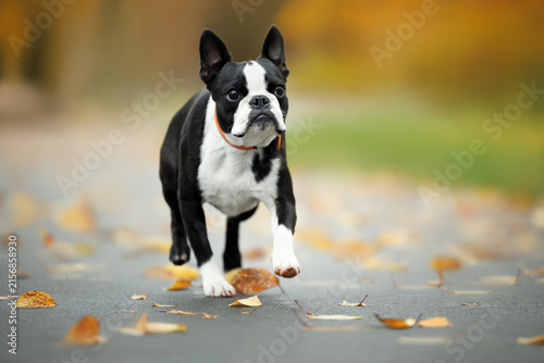Photography cute boston terrier dog walking in autumn park