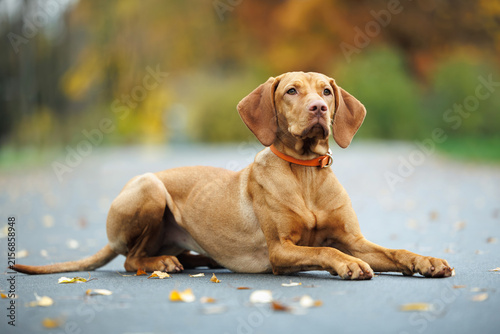 hungarian vizsla dog lying down in the park in autumn