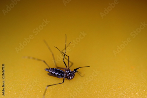 Fotografía Close-up of died aedes dengue mosquito isolated on yellow background
