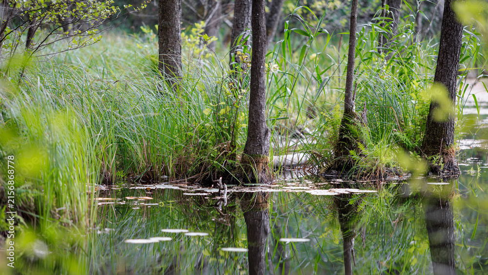 Fototapeta premium Forest swamp lake with green reeds and tree trunks reflecting in water. Close-up view of wetland wilderness landscape.