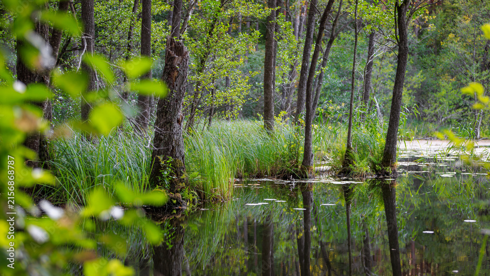 Fototapeta premium Forest swamp lake with green reeds and trees reflecting in calm water. Beautiful wild wetland landscape view.