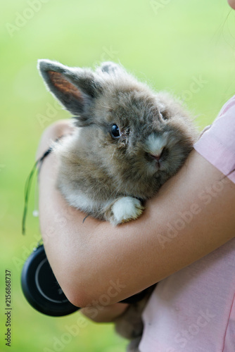 Quadro su tela Cute fluffy lionhead rabbit being held in arms by a child